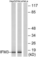 IFITM3 Polyclonal Antibody