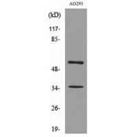 IFN-αR2 Polyclonal Antibody