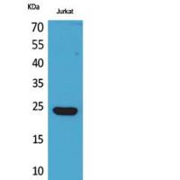 IFN-ε Polyclonal Antibody