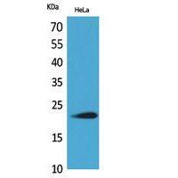 IFN-ω Polyclonal Antibody