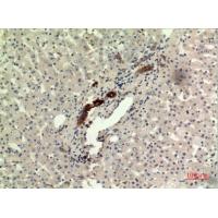 IFN-ω Polyclonal Antibody