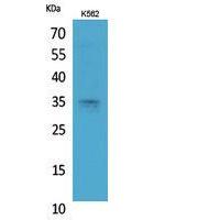 Syntaxin 1 Polyclonal Antibody