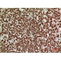 Syntaxin 1 Polyclonal Antibody