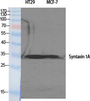 Syntaxin 1 Polyclonal Antibody