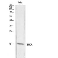 Synuclein-α Polyclonal Antibody