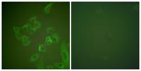 Synuclein-β Polyclonal Antibody