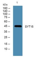 SYT15 Polyclonal Antibody