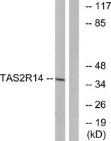 T2R14 Polyclonal Antibody