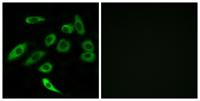 T2R3 Polyclonal Antibody
