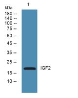 IGF2 Polyclonal Antibody