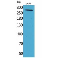IGF-IIR Polyclonal Antibody