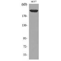 IGF-IIR Polyclonal Antibody
