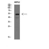IgM Chain C Polyclonal Antibody