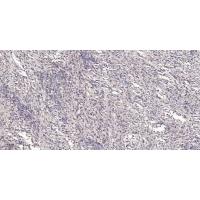 IgM Chain C Polyclonal Antibody