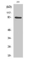 IKKα Polyclonal Antibody