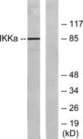 IKKα Polyclonal Antibody