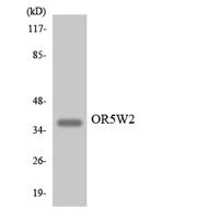 Olfactory receptor 5W2 Polyclonal Antibody