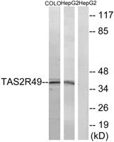 T2R49 Polyclonal Antibody