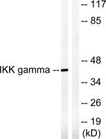 IKKγ Polyclonal Antibody