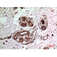 IL-10 Polyclonal Antibody