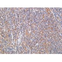 IL-10 Polyclonal Antibody