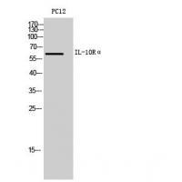IL-10Rα Polyclonal Antibody