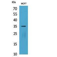 IL-12A p35 Polyclonal Antibody
