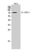 IL-12Rβ1 Polyclonal Antibody