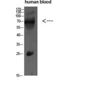 IL16 Polyclonal Antibody