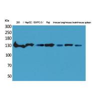 IL-16 Polyclonal Antibody