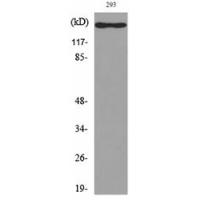 IL-16 Polyclonal Antibody
