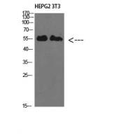 IL-17RB Polyclonal Antibody