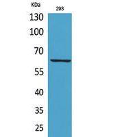 IL-18R Polyclonal Antibody