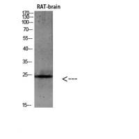 IL-19 Polyclonal Antibody