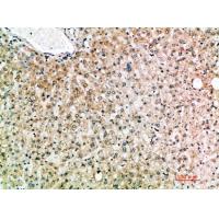 IL-19 Polyclonal Antibody