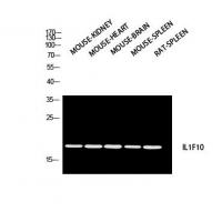IL-1F10 Polyclonal Antibody