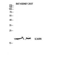 IL-1F5 Polyclonal Antibody