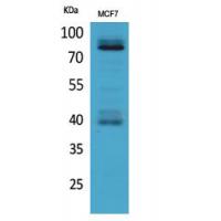 IL-1RI Polyclonal Antibody