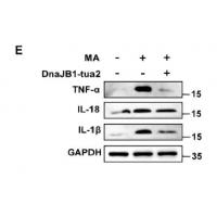 IL-1β Polyclonal Antibody