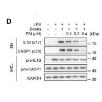 IL-1β Polyclonal Antibody