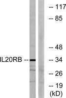 IL-20Rβ Polyclonal Antibody
