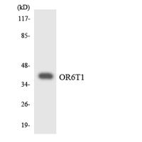 Olfactory receptor 6T1 Polyclonal Antibody