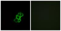 Olfactory receptor 8B4 Polyclonal Antibody