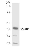 Olfactory receptor 8B4 Polyclonal Antibody