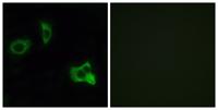 Olfactory receptor 8D1 Polyclonal Antibody