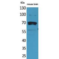 Amphiphysin II Polyclonal Antibody