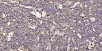 14-3-3 θ Polyclonal Antibody
