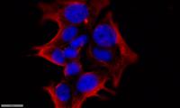 14-3-3 θ/τ Polyclonal Antibody