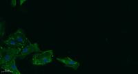 17β-HSD11 Polyclonal Antibody