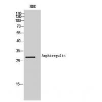 Amphiregulin Polyclonal Antibody